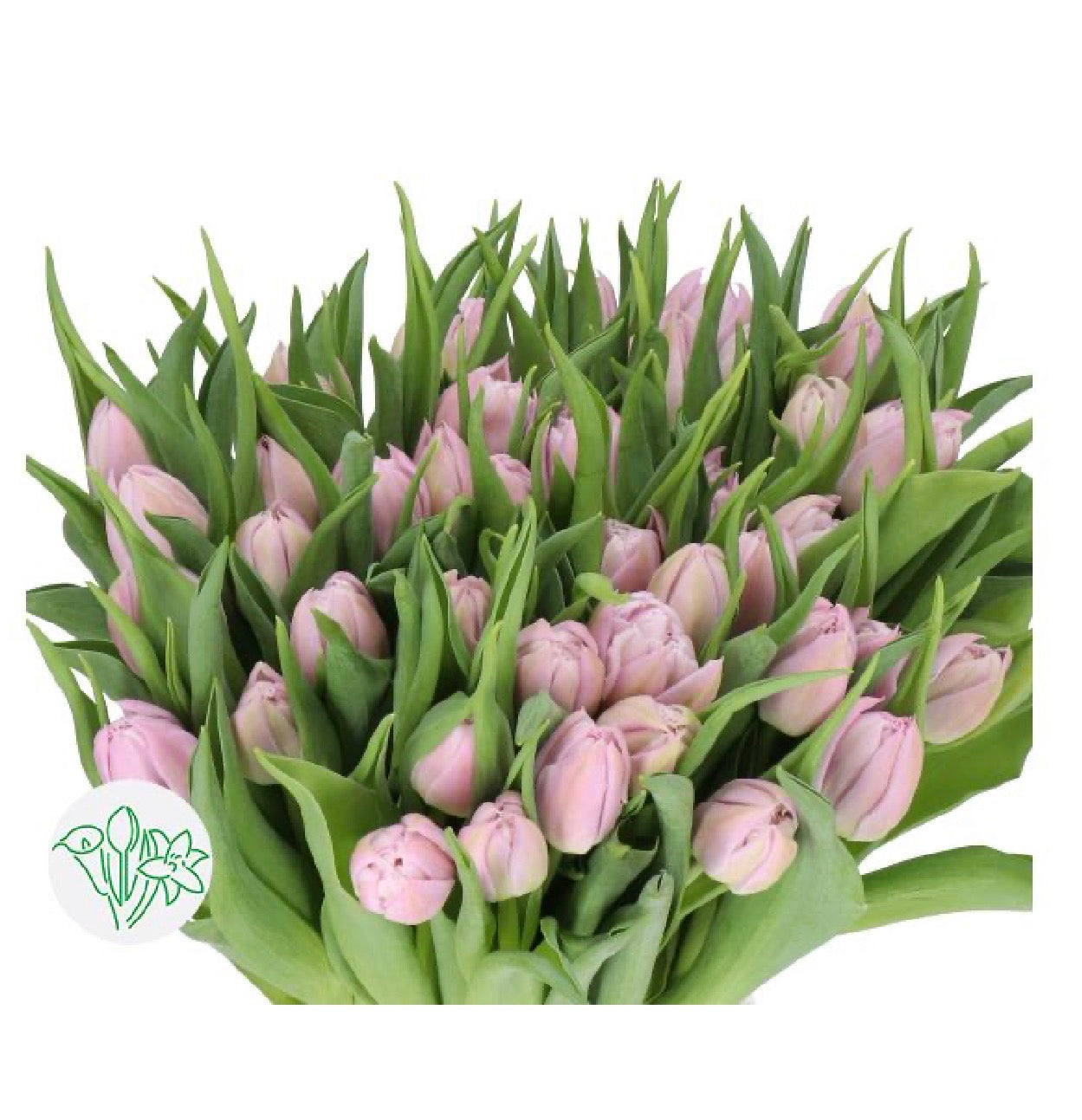 Peony Tulips