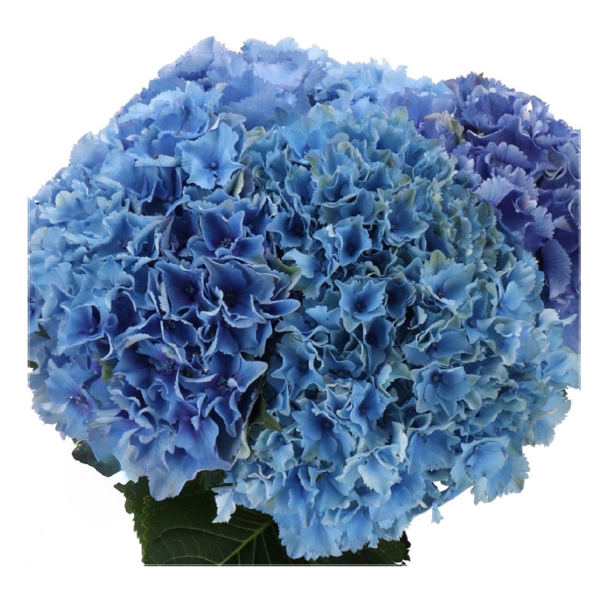 DUTCH HYDRANGEA - ALL COLORS - Preorder Only