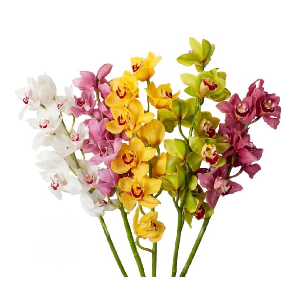 CYMBIDIUM ORCHID