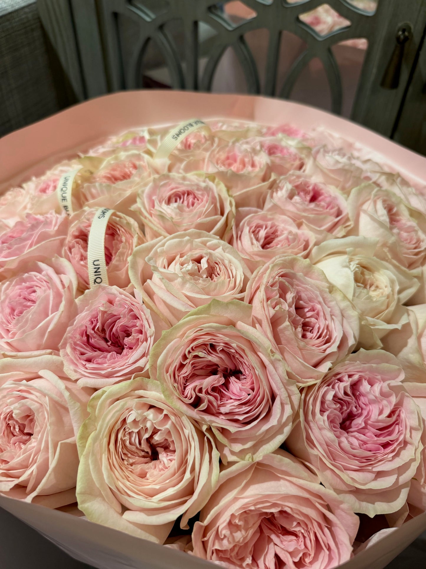 GARDEN ROSES BALLERINA