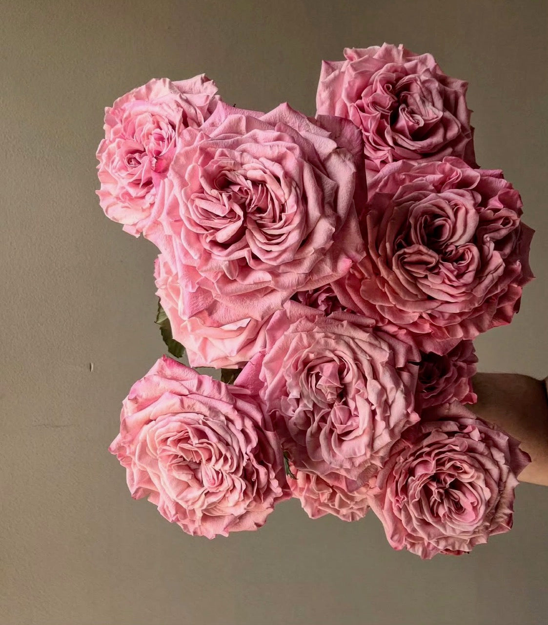 GARDEN ROSES ART DECO