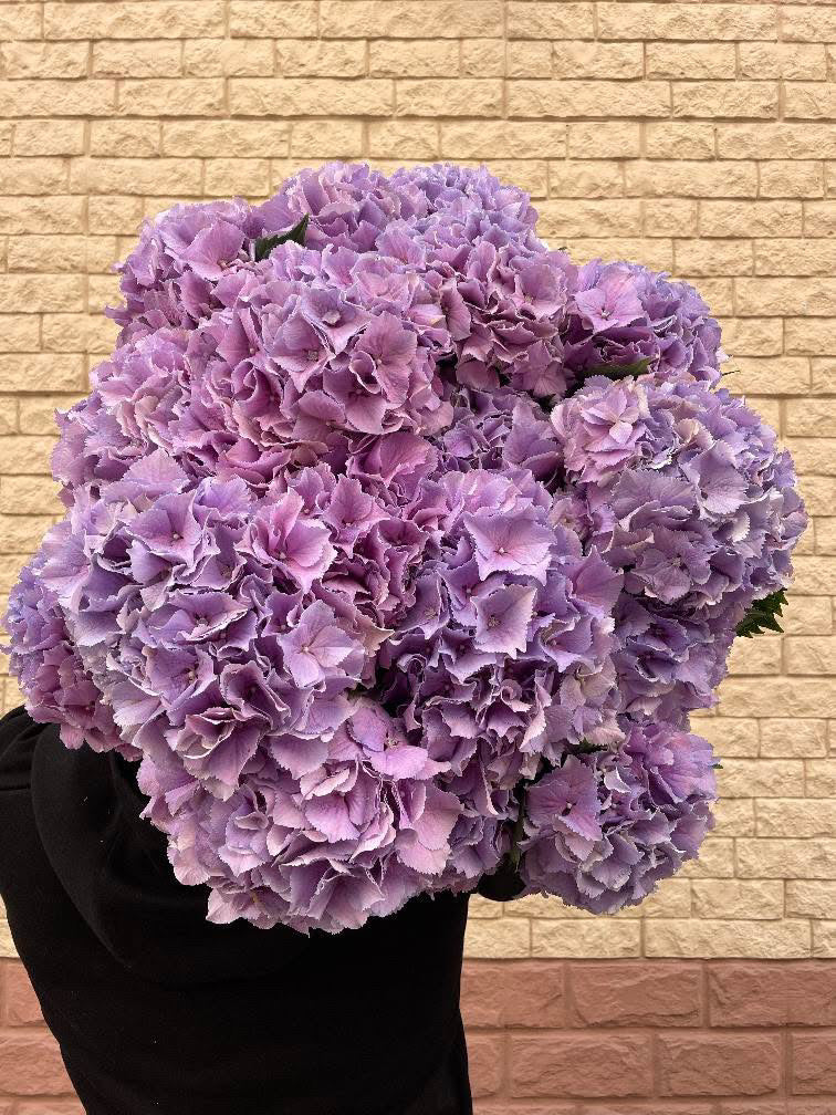 DUTCH HYDRANGEA CLOUD