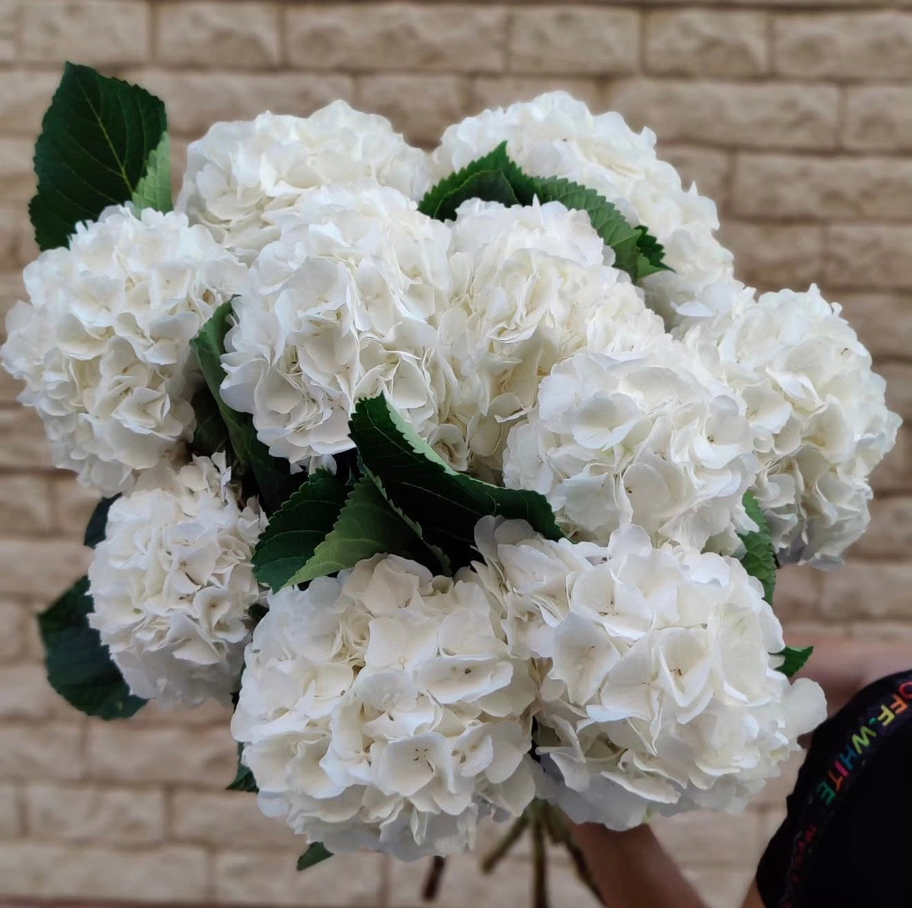 DUTCH HYDRANGEA CLOUD