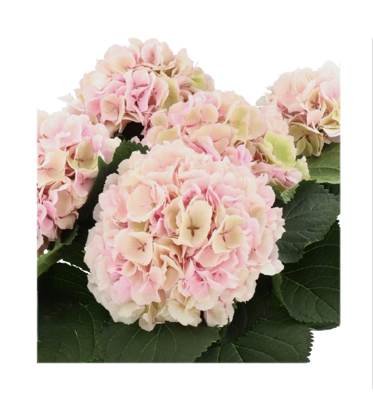 DUTCH HYDRANGEA - ALL COLORS - Preorder Only