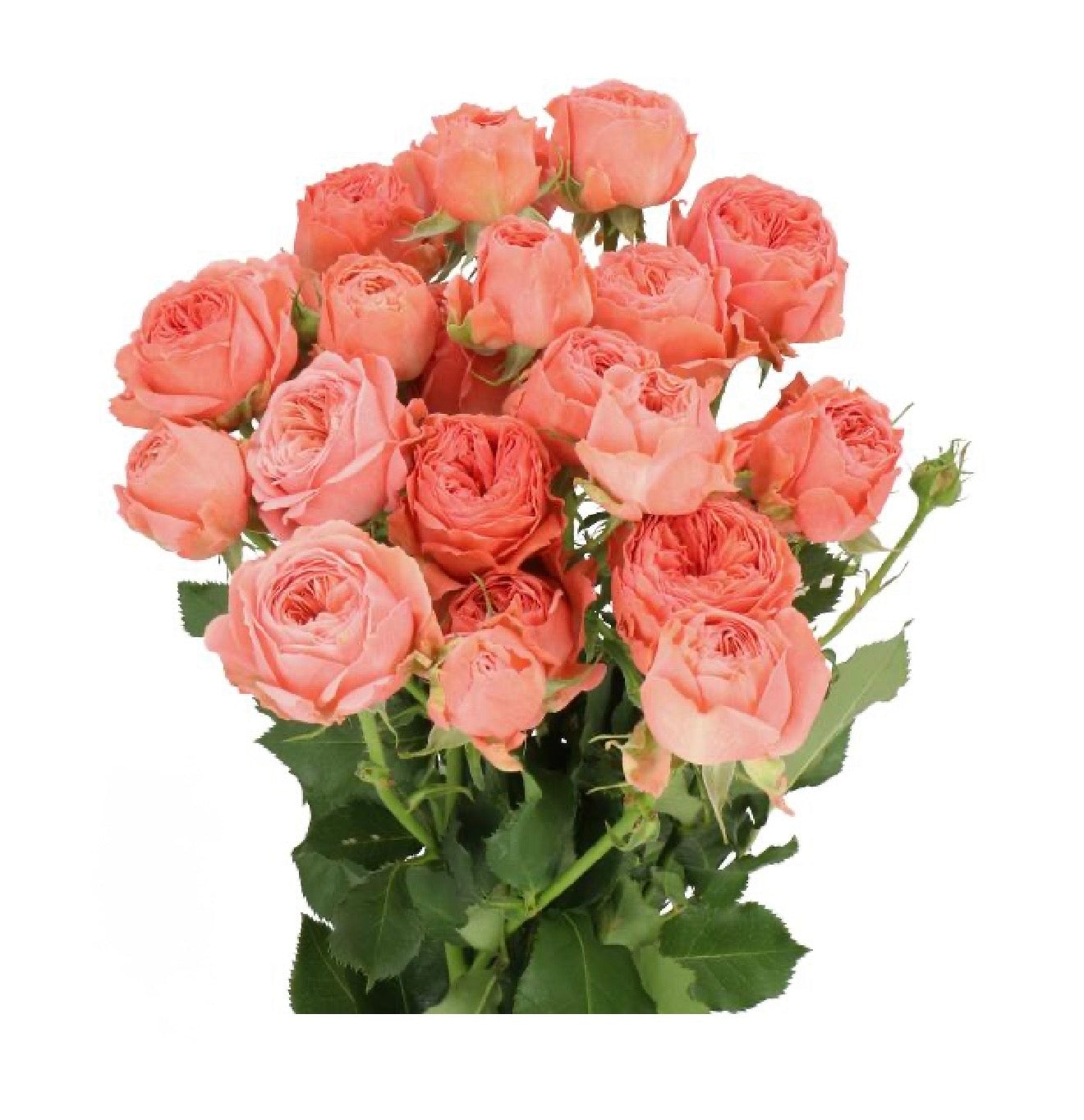GARDEN SPRAY ROSES