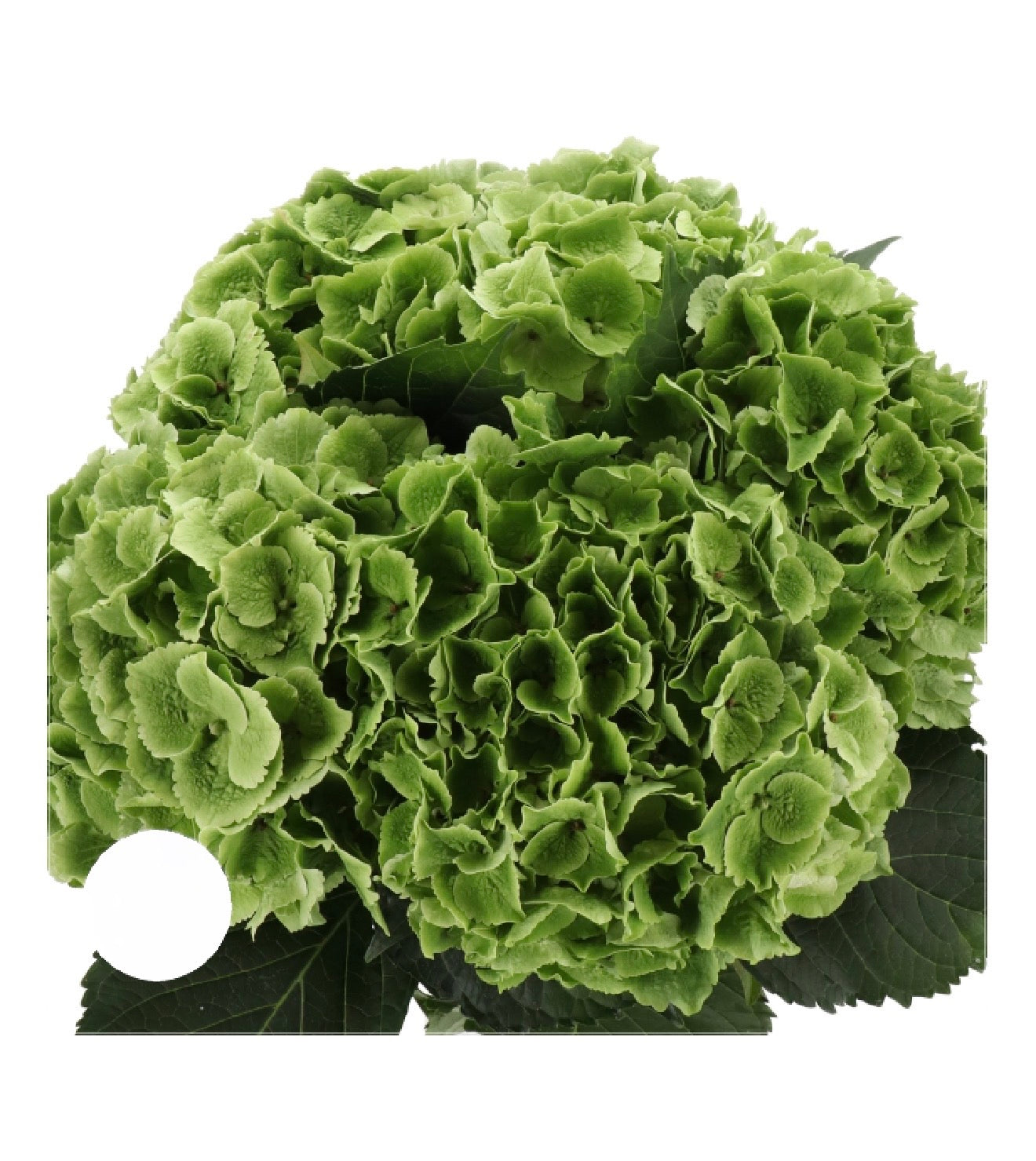 DUTCH HYDRANGEA CLOUD