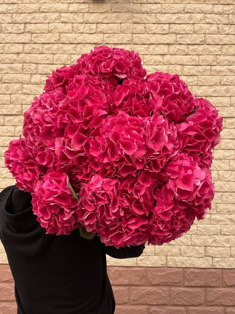 DUTCH HYDRANGEA CLOUD