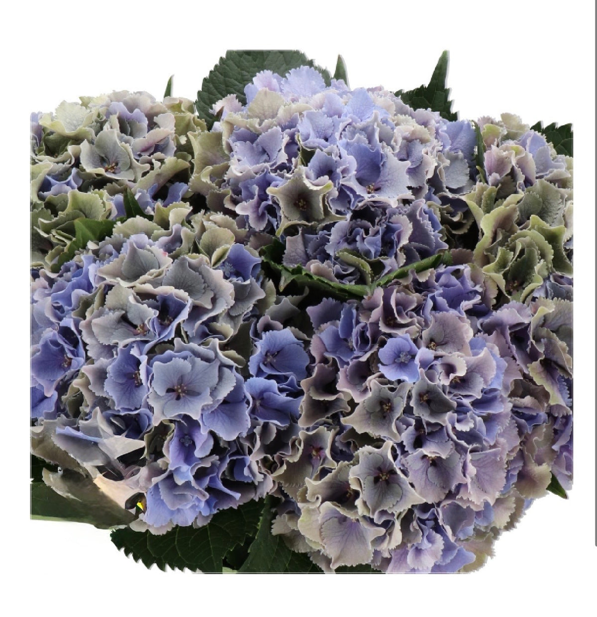 DUTCH HYDRANGEA - ALL COLORS - Preorder Only