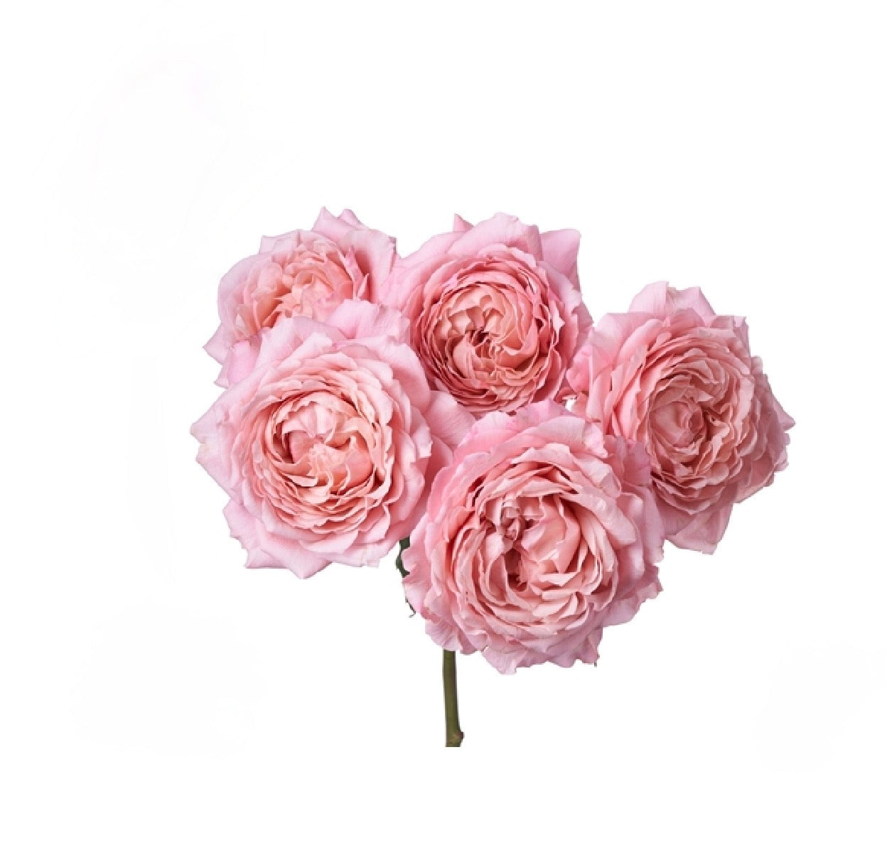 GARDEN SPRAY ROSES