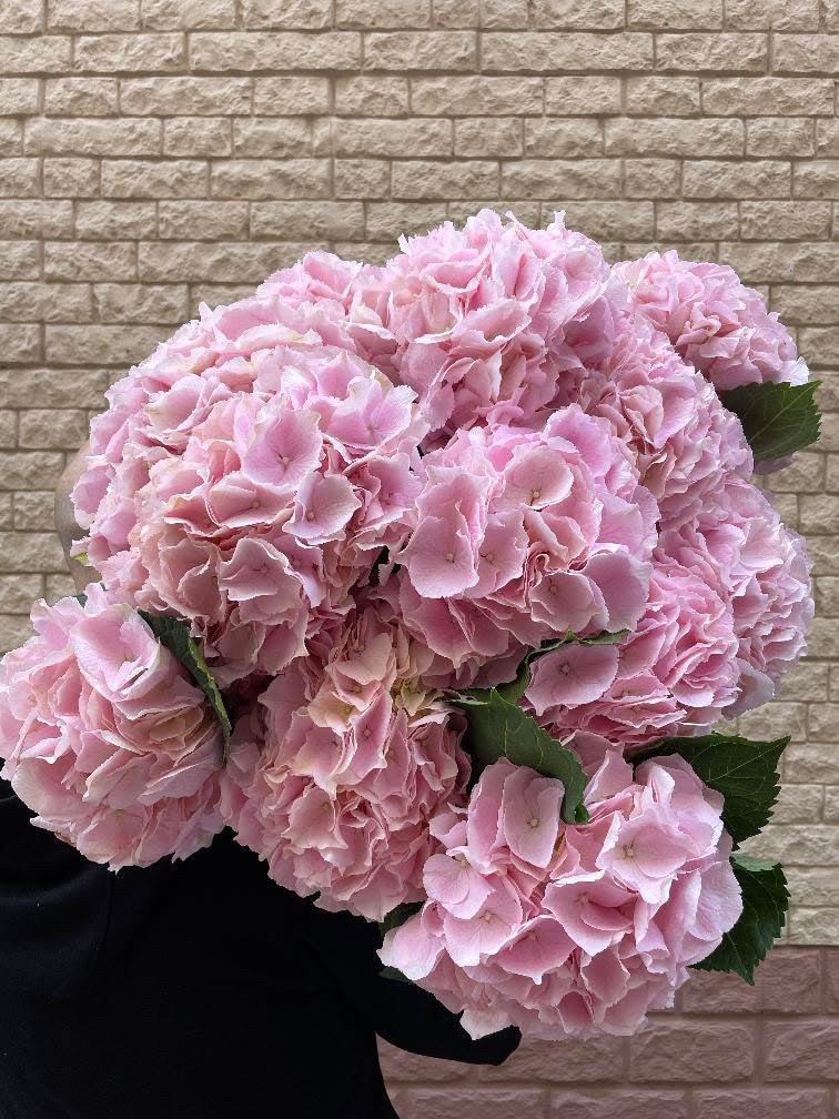 DUTCH HYDRANGEA CLOUD