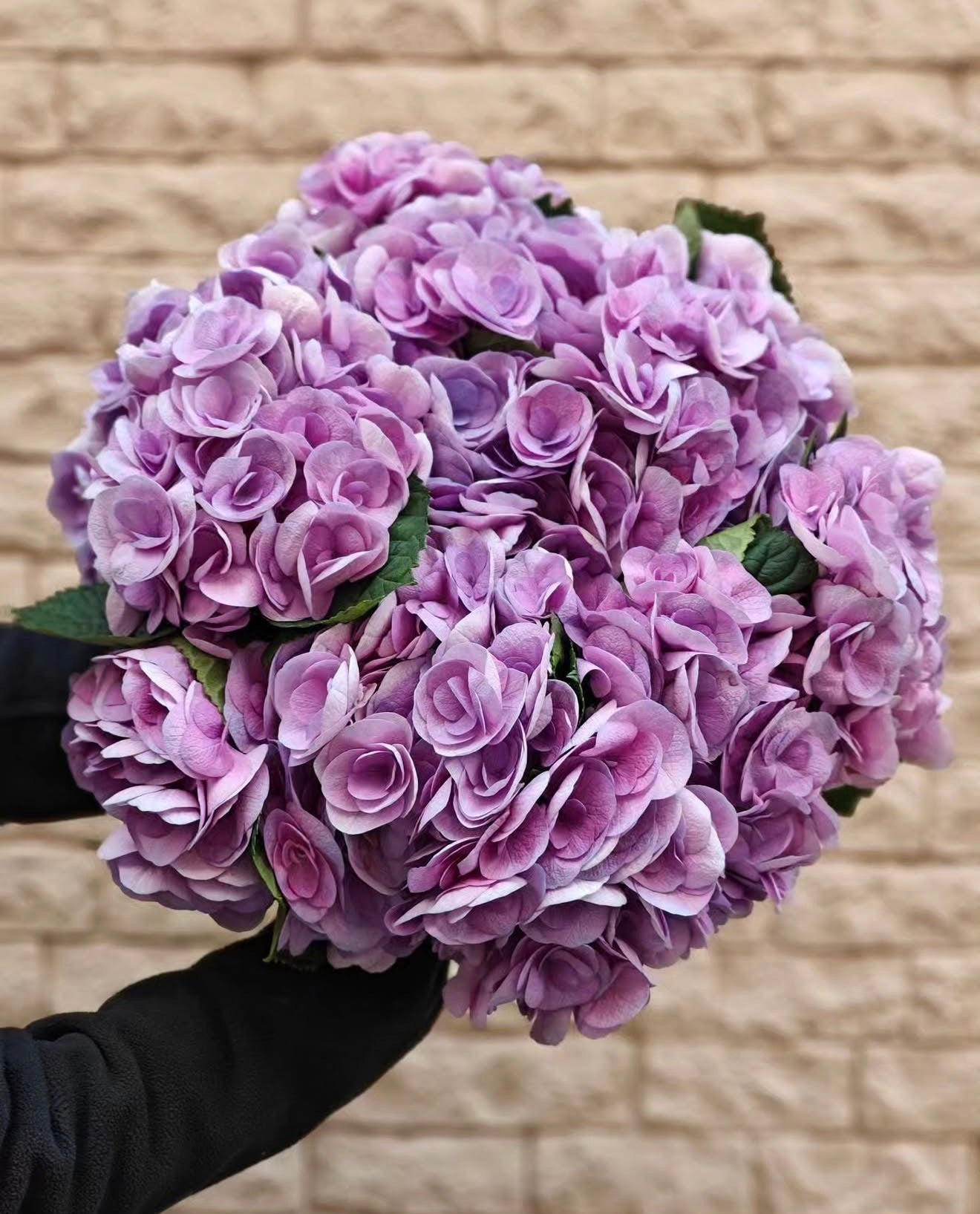 DUTCH HYDRANGEA CLOUD