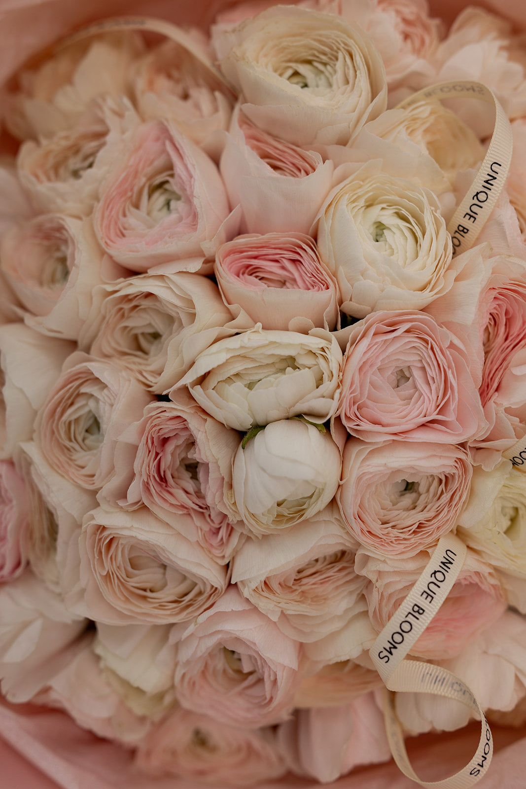 ITALIAN RANUNCULUS CLONI