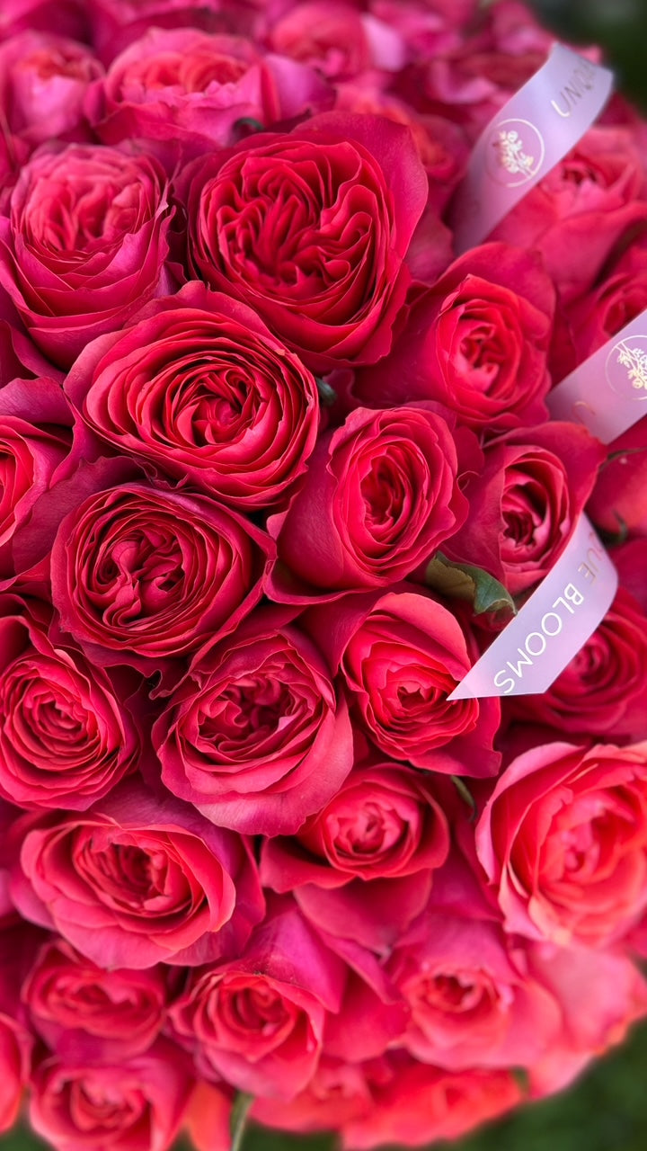 GARDEN ROSES DARK EXPRESSION