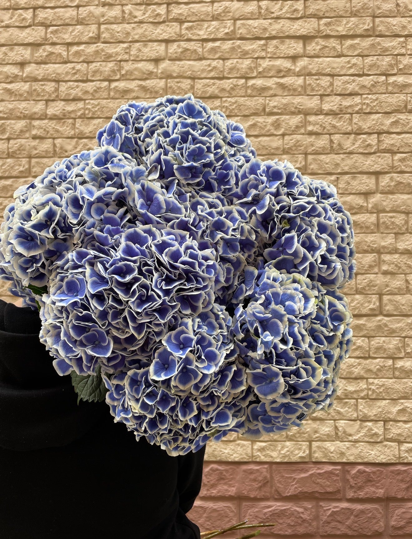 DUTCH HYDRANGEA CLOUD