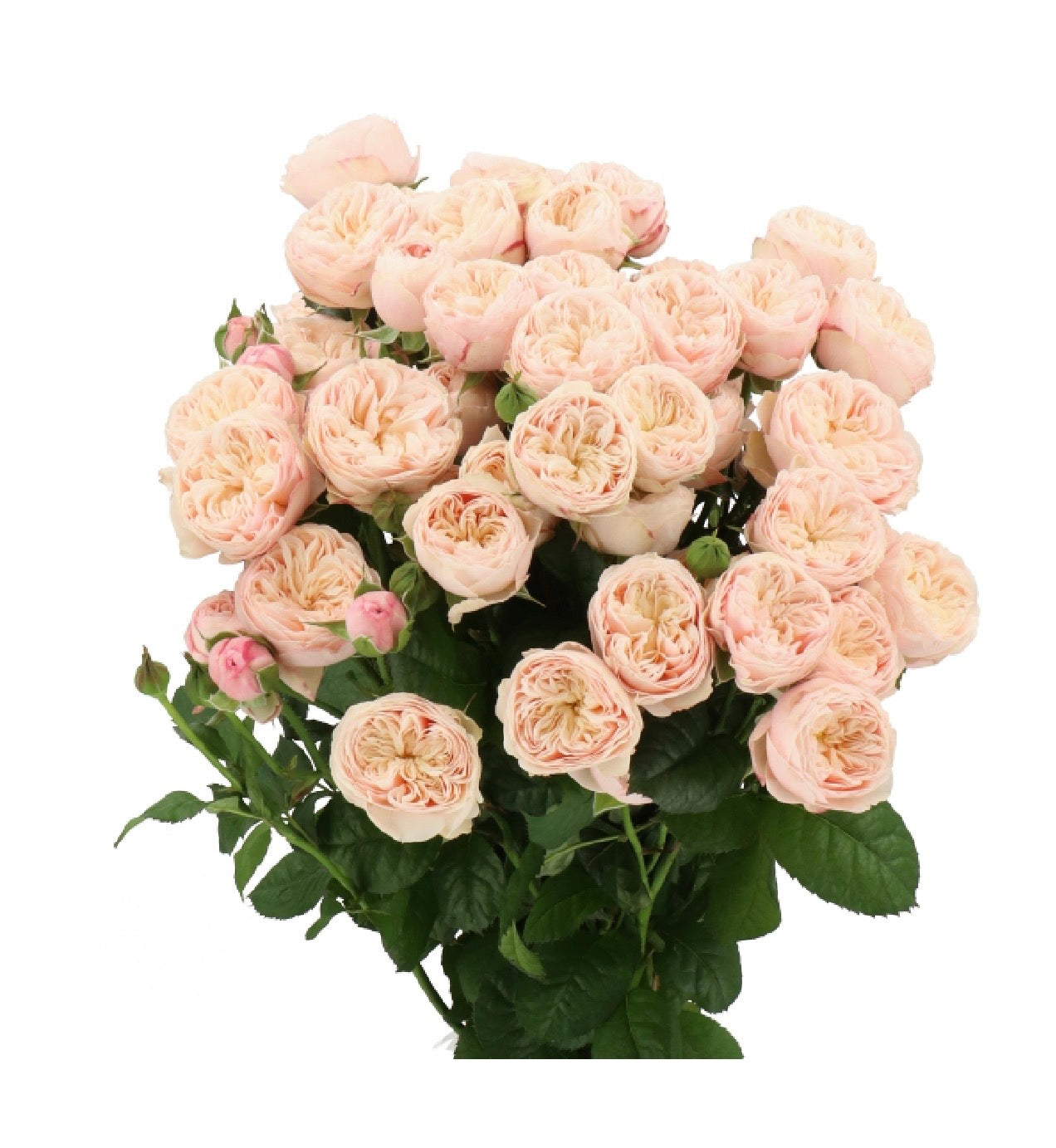 GARDEN SPRAY ROSES