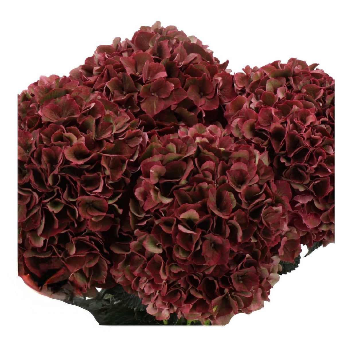 DUTCH HYDRANGEA - ALL COLORS - Preorder Only