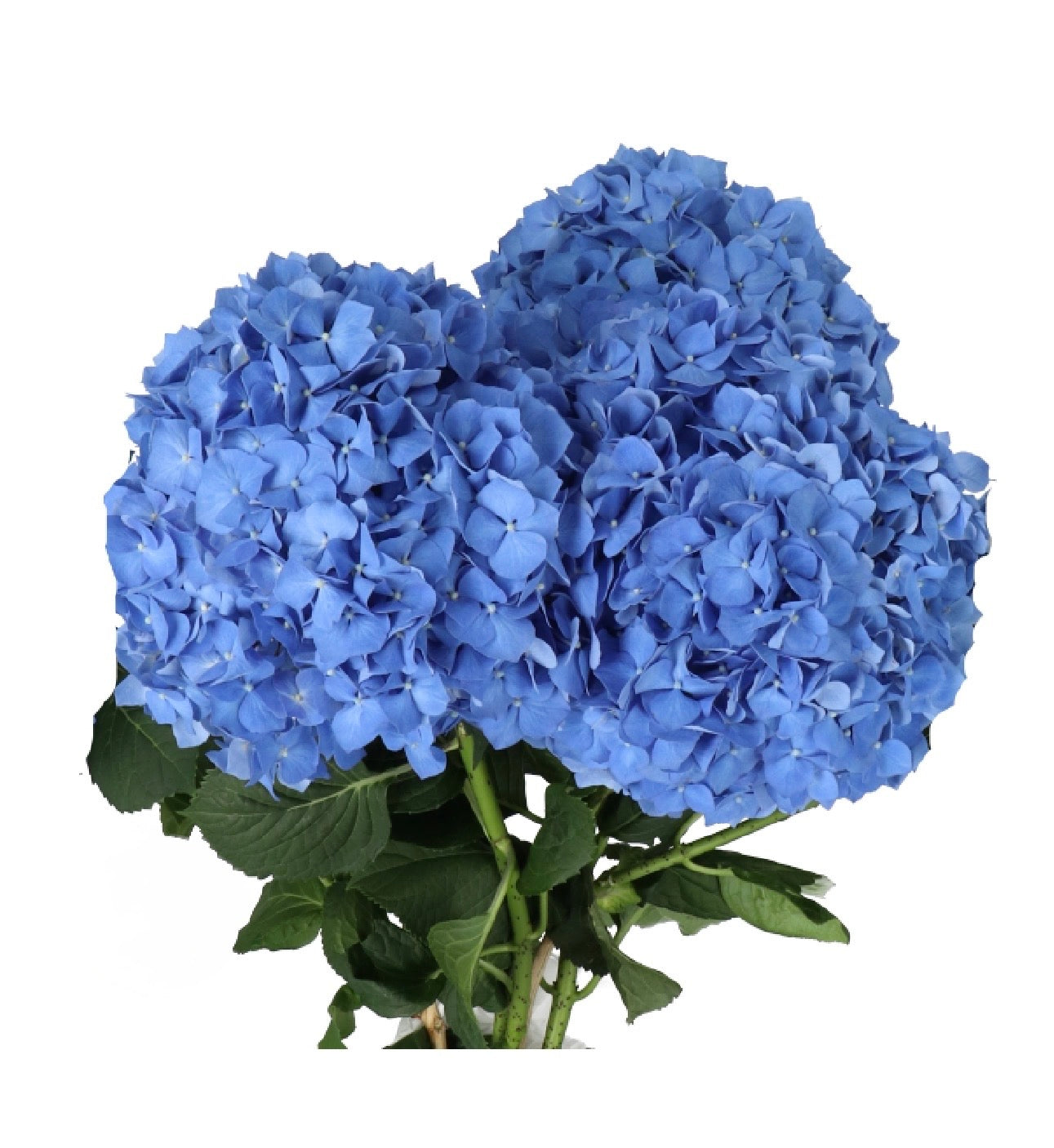 DUTCH HYDRANGEA CLOUD