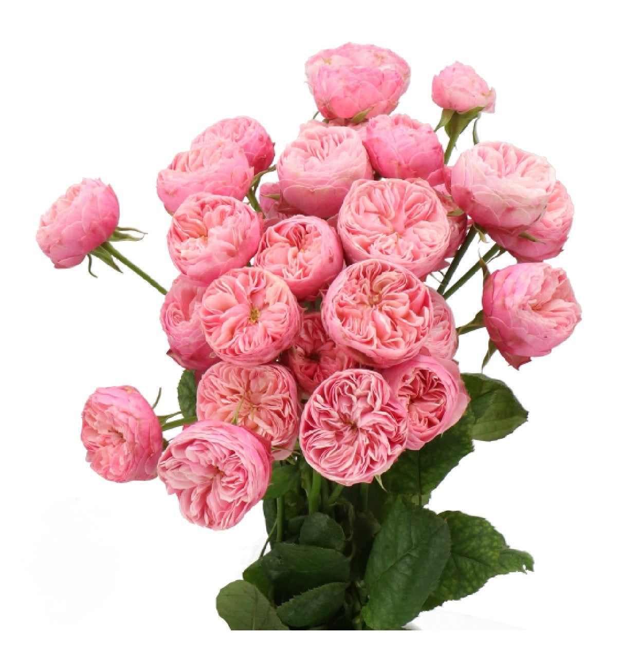 GARDEN SPRAY ROSES