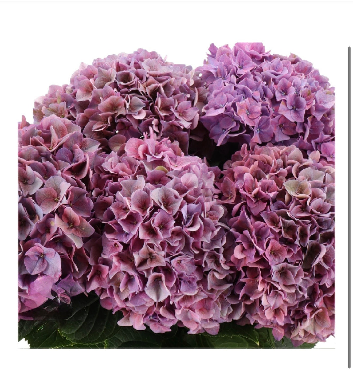 DUTCH HYDRANGEA - ALL COLORS - Preorder Only