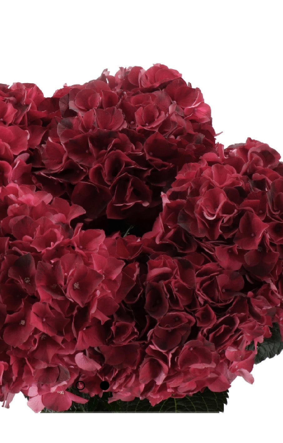 DUTCH HYDRANGEA CLOUD