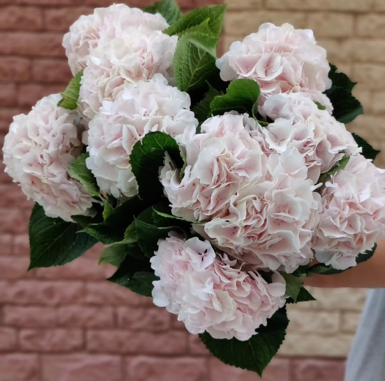 DUTCH HYDRANGEA CLOUD