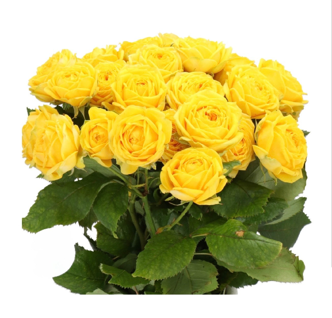 GARDEN SPRAY ROSES