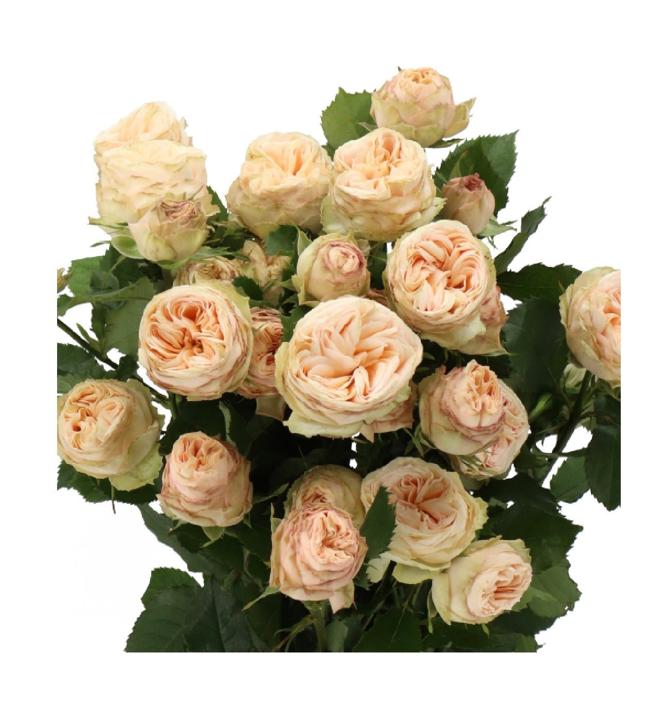 GARDEN SPRAY ROSES