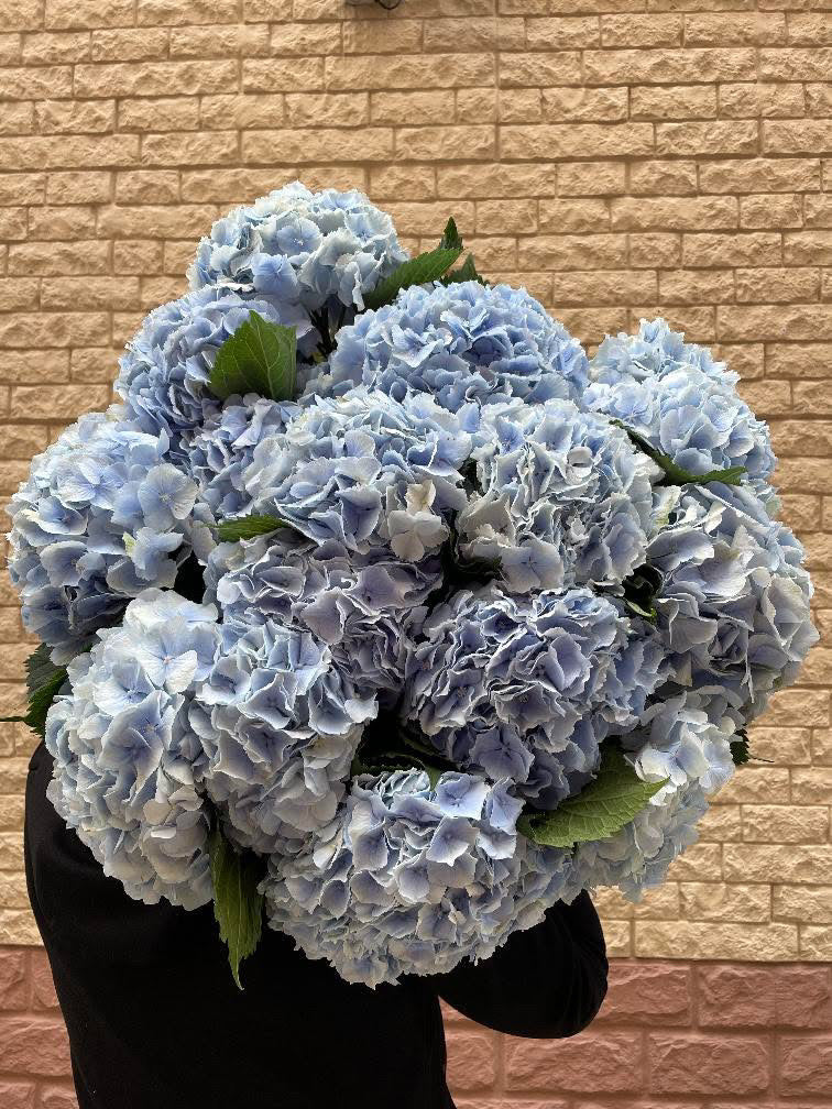 DUTCH HYDRANGEA CLOUD