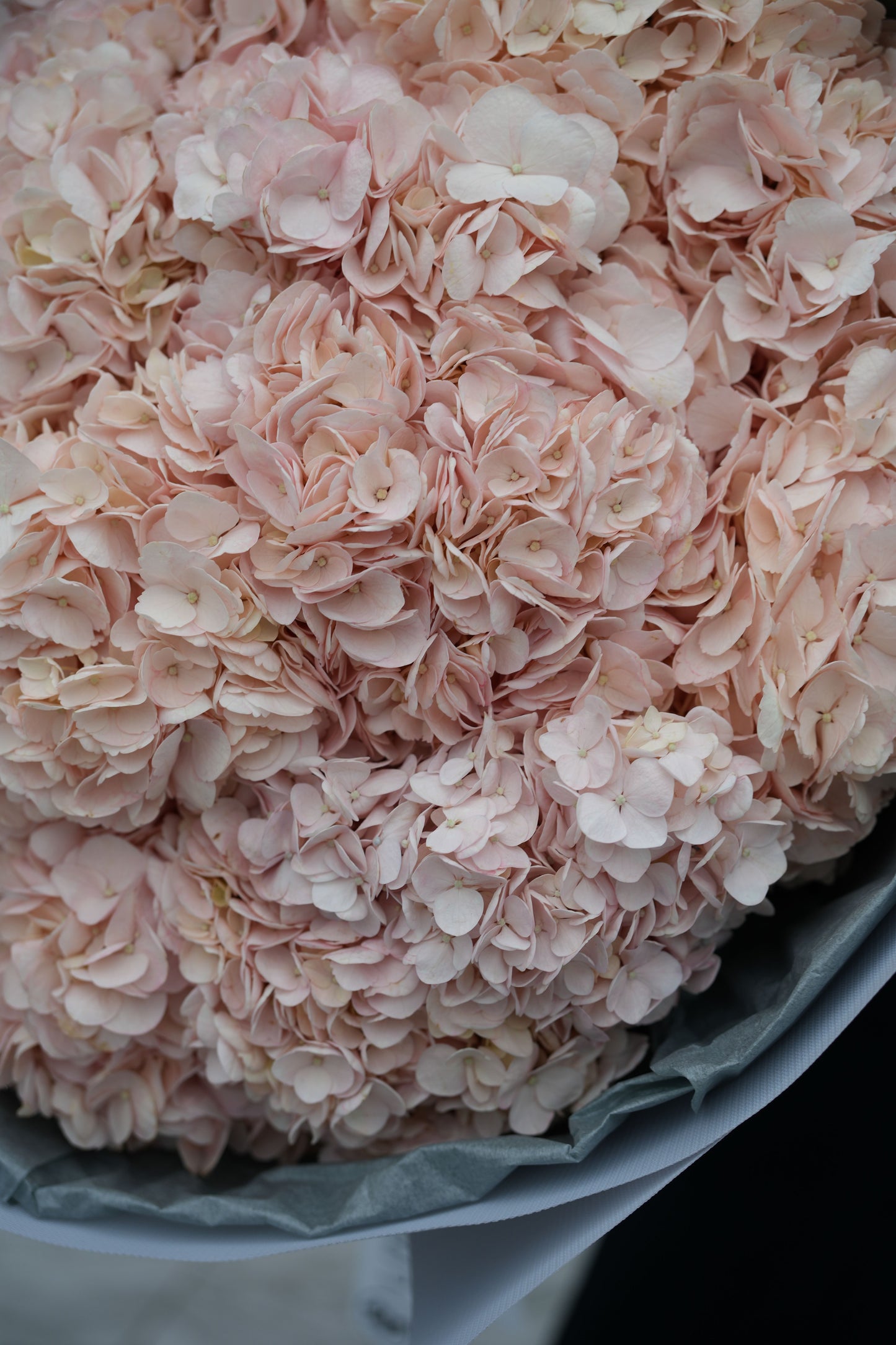 Hydrangea Cloud