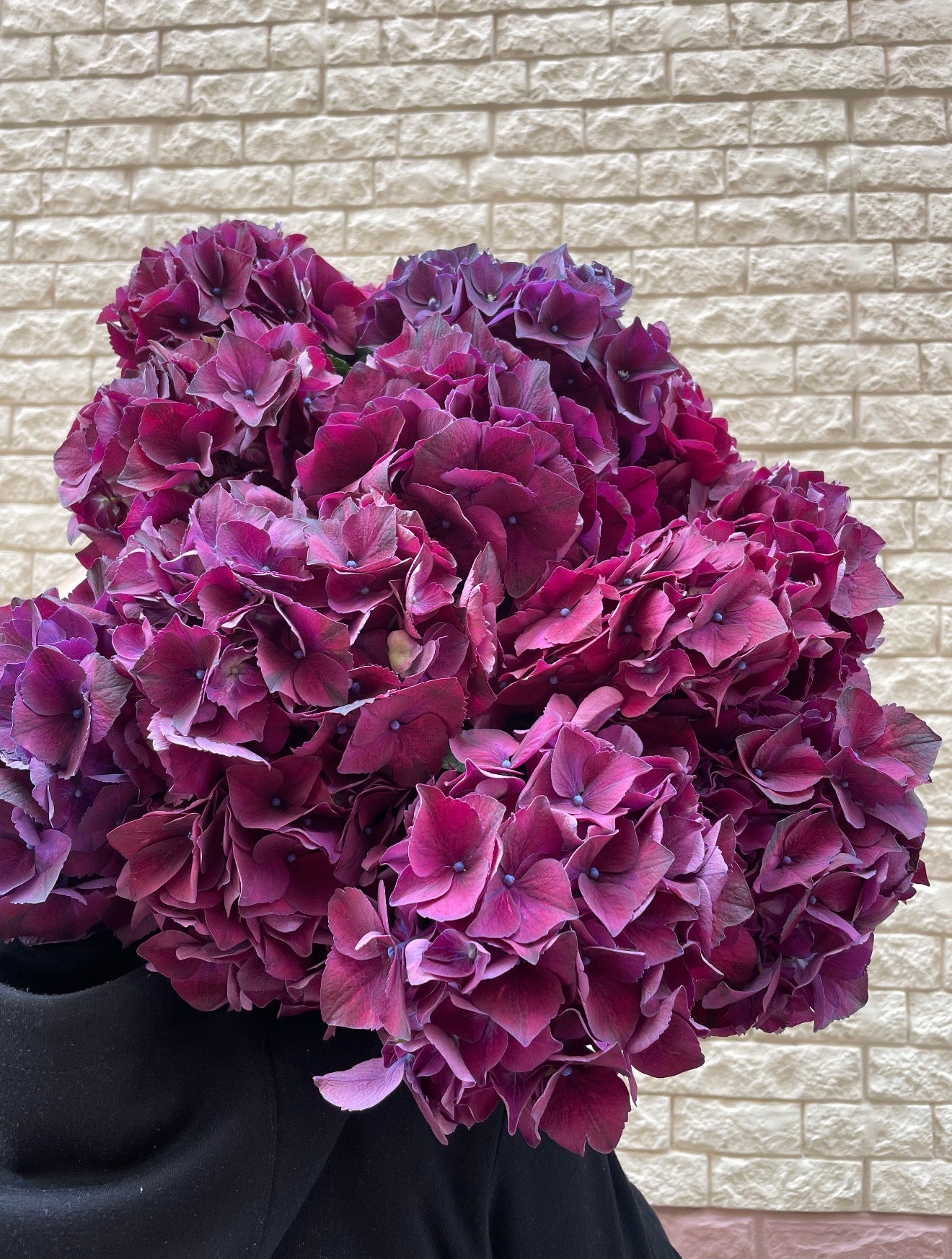 DUTCH HYDRANGEA CLOUD