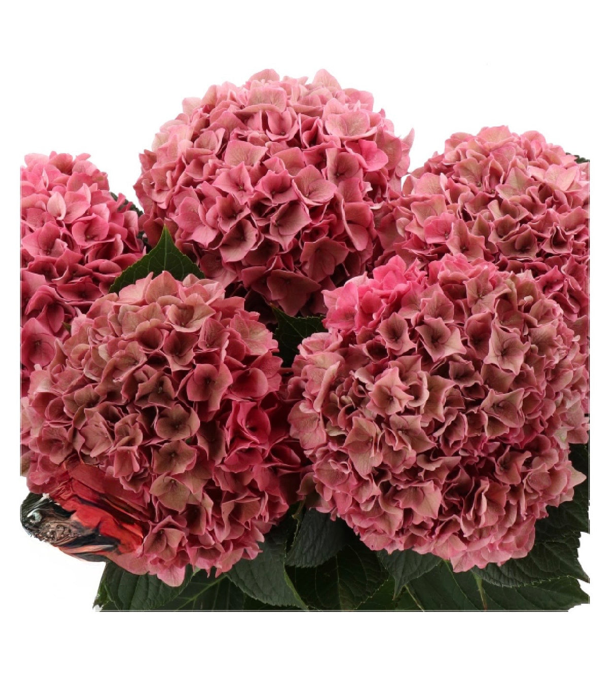 DUTCH HYDRANGEA - ALL COLORS - Preorder Only