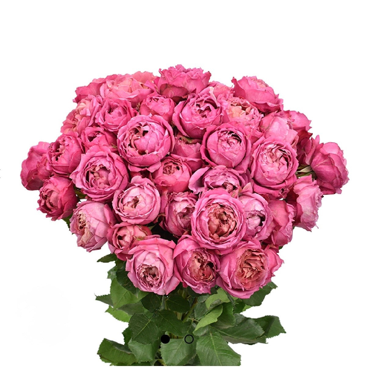 GARDEN SPRAY ROSES