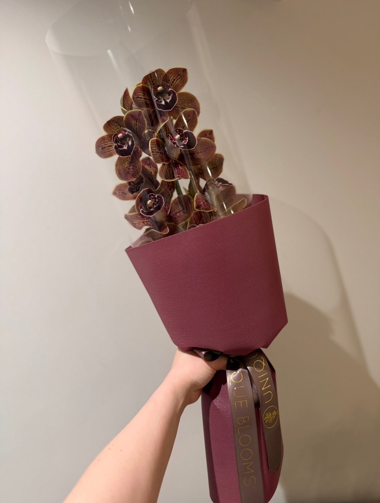 CYMBIDIUM ORCHID