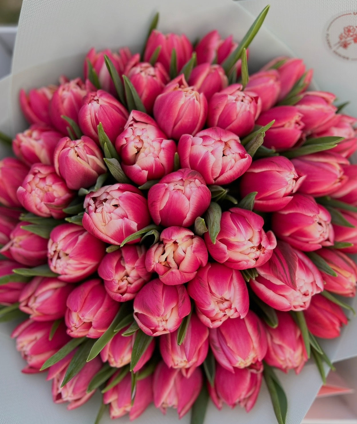 Peony Tulips