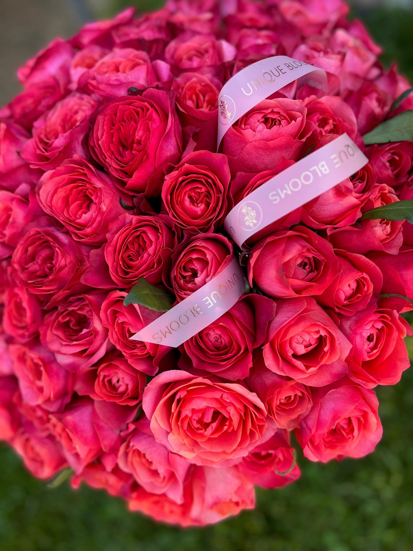 GARDEN ROSES DARK EXPRESSION