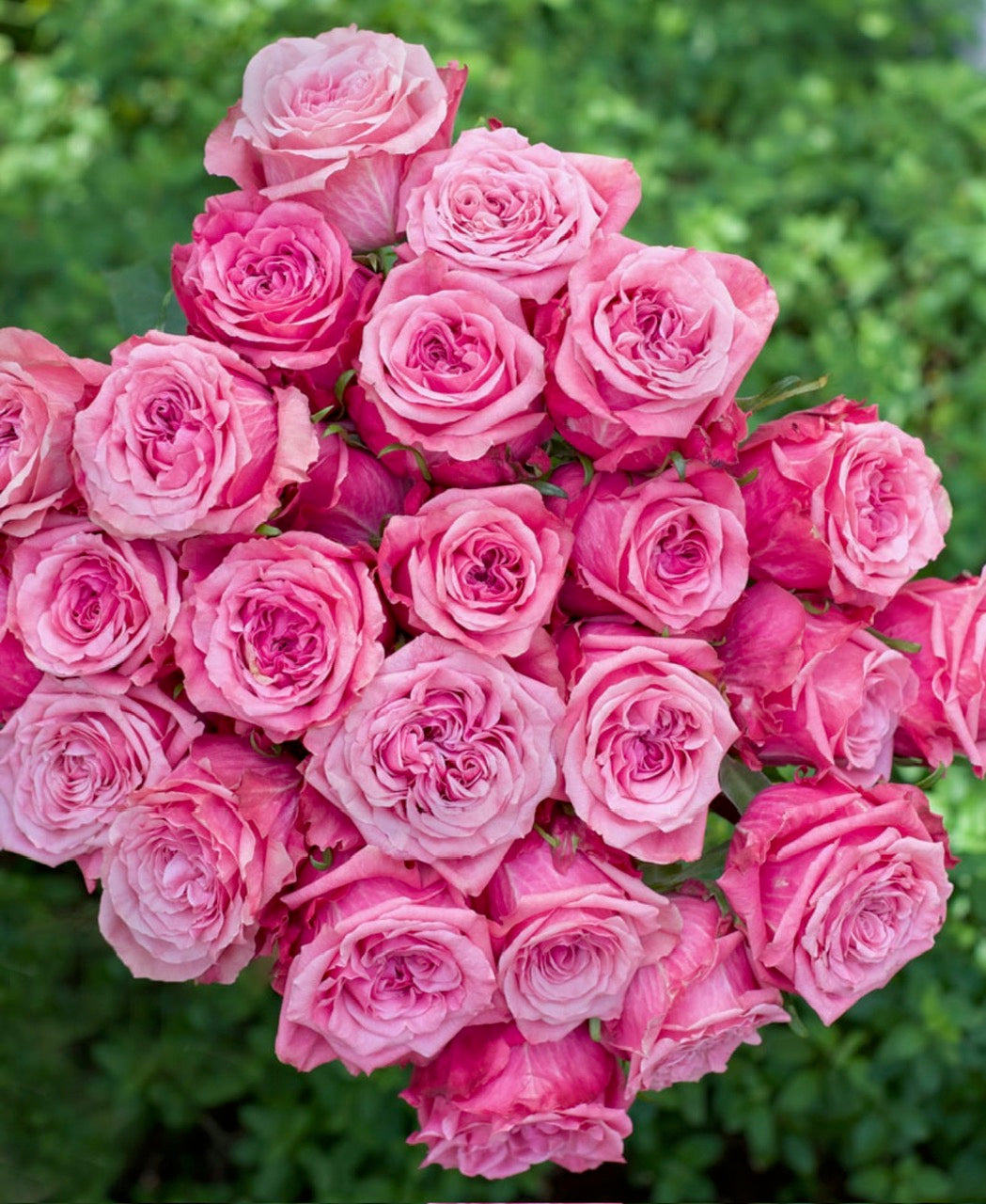 GARDEN ROSES ART DECO